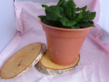 Wooden Slices 15cm for Weddings and Crafts